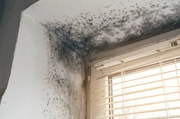 Affordable Mold Cleanup solutions in Boston, GA