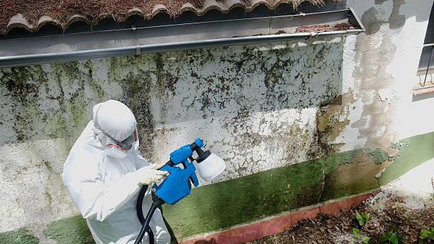 Trusted Attic Mold Removal service in Boston, GA - Cheap Mold Removal